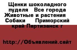 Щенки шоколадного пуделя - Все города Животные и растения » Собаки   . Приморский край,Партизанск г.